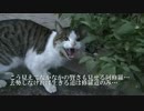 修羅猫、猫社会の覇権を獲る