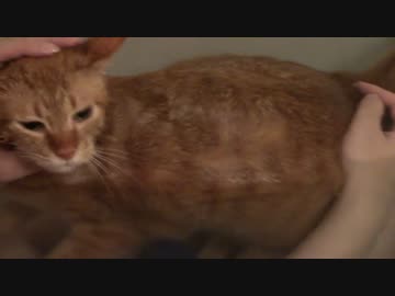 拾いねこ＠生後1378/1345日目　お風呂の中のアコにょん