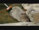 急にスッと立ち上がり完全勝利したカピバラUC