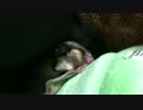 【フクロモモンガ】ｚｚｚ・・・！？