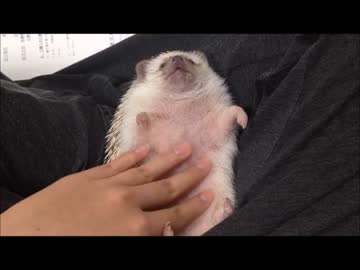 ハリネズミを捏ねくりまわすぞ