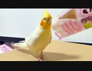 アイスの袋でオカメインコが軽く遊ぶ！