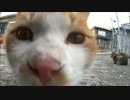 猫になってみた
