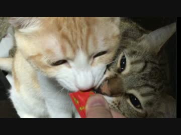 誕生日祝ったら兄弟がすっごい邪魔してきた