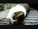 酔っぱらい猫　～またたびパーリー～