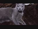 地震直後のねこ、九州の震度４の所