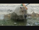 うろうろして、結局完全敗北したカピバラUC