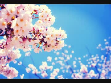 【にゃーこ】さくら/森山直太朗【歌ってみた】