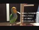 はじめて芸を覚えたインコ＋鳥用ブランコ作りました