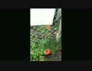 小決断９８７　真実な人間性