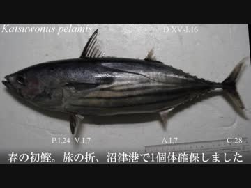 【極貧レシピNo100】初鰹のたたき山葵菜添え