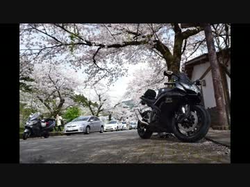 【桜】GSX-Rと春を探そう【750】
