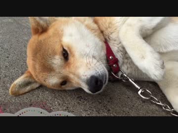 ごん太の嫌いな事