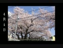 桜　観察してみた