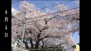 桜　観察してみた
