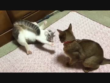 バーサーカーとなった猫、大開脚真剣白羽どりを披露