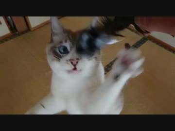 新しいおもちゃ　