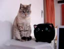 家猫日和　うり