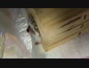 【ハリネズミ】変な体勢で寝てる、トラ丸