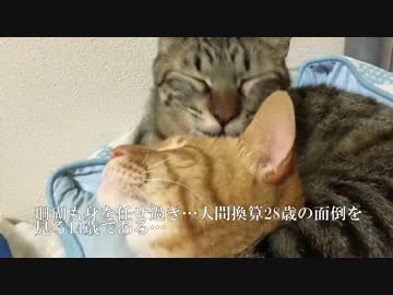 新参保護猫、少年猫にめっちゃ甘える