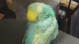 寝ながらくしゃみをするインコ