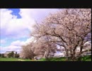 サクラノビート / 欲音ルコ