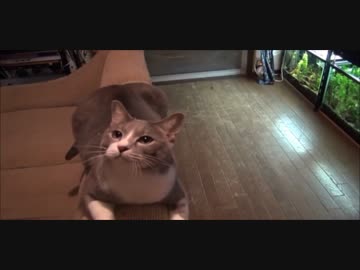 【猫10】ネコの大好きなもの