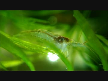 【接写】ミナミヌマエビ