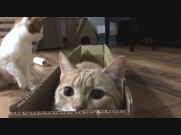 絶対に動じない猫VSどうしても相手をして欲しい猫
