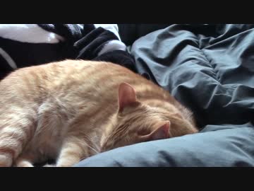 拾いねこ＠生後1382/1349日目　地震対策