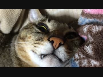 ぼんちゃん、余震に反応する。【平成28年熊本地震】