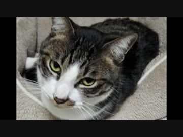 【XJ6N】尾道に桜と猫を見に行ってくる【ツーリングしてない】