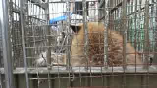 自然界で仲の悪い犬とキツネを対面させてみた。