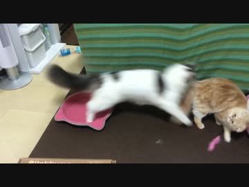 果敢に相手を挑発する猫、最後に痛烈な一撃を喰らう