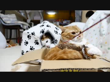 【マンチカンズ】ニャンコの背後霊？