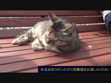 デュエル動画の面々で花見をしてみた.mp4　後編