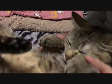 拾いねこ＠生後1383/1350日目　月音さん1350日。早いねー。