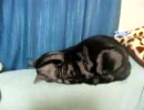 おじぎ猫