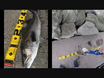 【電車で釣行】初心者シーバス編Part４【荒川リベンジ編】