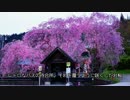 「お花見ツーリングぅ」奥武蔵グリーンライン＆檜原村（2016年4月）