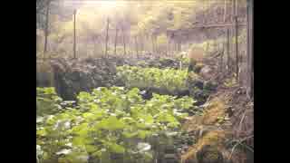 山葵作りに挑戦１年目　その2