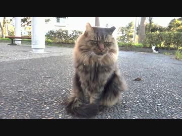 ゴージャスな「ボス猫」現る。