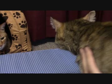 拾いねこ＠生後1384/1351日目　月さん病院。