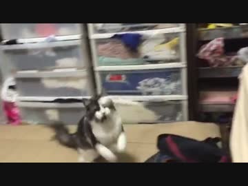 これさえあれば何も要らない。入れ食い！猫用最強☆遊具