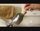 カキカキハンドに吸い寄せられる半ギレオカメインコ