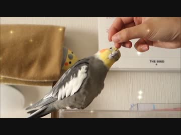 カキカキハンドに吸い寄せられる半ギレオカメインコ