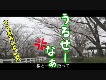 鯉に恋焦がれ、桃色に包まれながら愛を叫ぶ。【ユーザー記者】