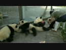 20160414 奥林匹亜（オリンピア）は飼育員さんとほうきを奪い合う。