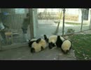 20160414 囮としてのほうき。