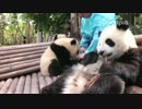 2016年4月16日中継のハイライト　飼育員さんと遊んでいる慶賀（チンフー）双子弟。